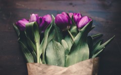 Desktop wallpaper. Flowers. ID:68557