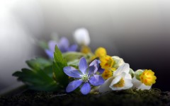 Desktop wallpaper. Flowers. ID:68559