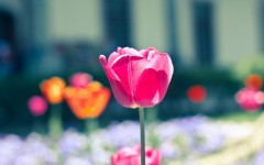 Desktop wallpaper. Flowers. ID:68560