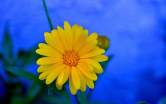 Desktop image. Flowers. ID:68561