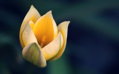 Desktop image. Flowers. ID:68563