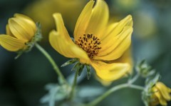 Desktop image. Flowers. ID:68564