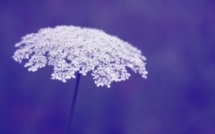 Desktop image. Flowers. ID:68565
