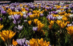 Desktop wallpaper. Flowers. ID:68567