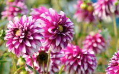 Desktop wallpaper. Flowers. ID:68568