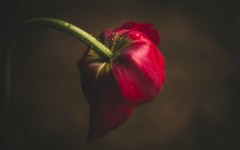 Desktop wallpaper. Flowers. ID:68569