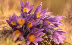 Desktop wallpaper. Flowers. ID:68570