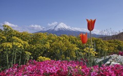 Desktop wallpaper. Flowers. ID:68572