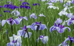 Desktop wallpaper. Flowers. ID:68574