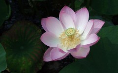 Desktop wallpaper. Flowers. ID:68575