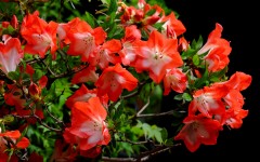 Desktop wallpaper. Flowers. ID:68576