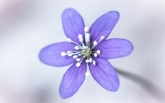 Desktop wallpaper. Flowers. ID:68577