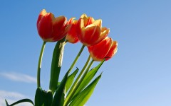 Desktop wallpaper. Flowers. ID:68578
