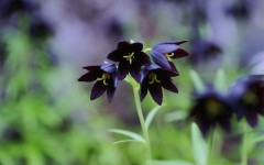 Desktop wallpaper. Flowers. ID:68579