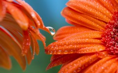 Desktop wallpaper. Flowers. ID:68580
