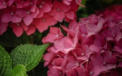 Desktop wallpaper. Flowers. ID:68582