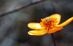 Desktop wallpaper. Flowers. ID:68583