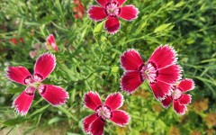 Desktop wallpaper. Flowers. ID:68584