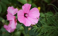 Desktop wallpaper. Flowers. ID:68585