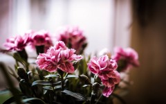 Desktop wallpaper. Flowers. ID:68586