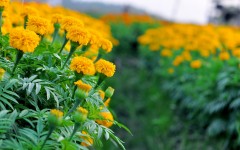 Desktop wallpaper. Flowers. ID:68588