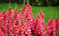 Desktop wallpaper. Flowers. ID:68589