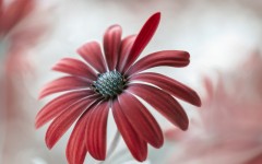 Desktop wallpaper. Flowers. ID:68590