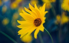 Desktop wallpaper. Flowers. ID:68591