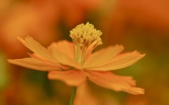 Desktop wallpaper. Flowers. ID:68592