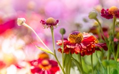Desktop wallpaper. Flowers. ID:68593