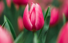 Desktop wallpaper. Flowers. ID:68594