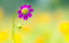 Desktop wallpaper. Flowers. ID:68595