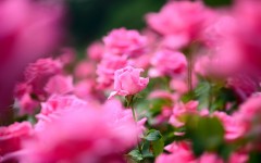 Desktop image. Flowers. ID:68597