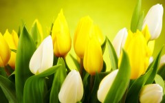 Desktop image. Flowers. ID:68598