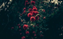 Desktop image. Flowers. ID:68599