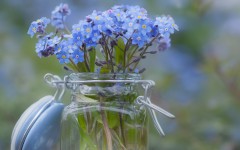 Desktop wallpaper. Flowers. ID:68600