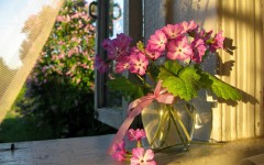 Desktop wallpaper. Flowers. ID:68601