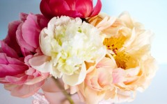 Desktop wallpaper. Flowers. ID:68602