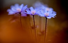 Desktop wallpaper. Flowers. ID:68603