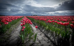 Desktop wallpaper. Flowers. ID:68605