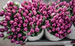 Desktop wallpaper. Flowers. ID:68606