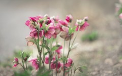 Desktop wallpaper. Flowers. ID:68607