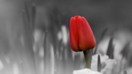 Desktop wallpaper. Flowers. ID:94012