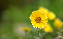 Desktop wallpaper. Flowers. ID:68609
