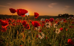 Desktop image. Flowers. ID:68610