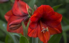 Desktop image. Flowers. ID:68611