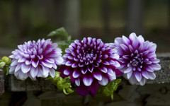 Desktop image. Flowers. ID:68612