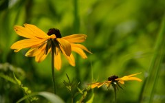 Desktop wallpaper. Flowers. ID:68614