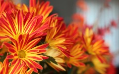 Desktop wallpaper. Flowers. ID:68615