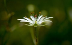 Desktop wallpaper. Flowers. ID:68616